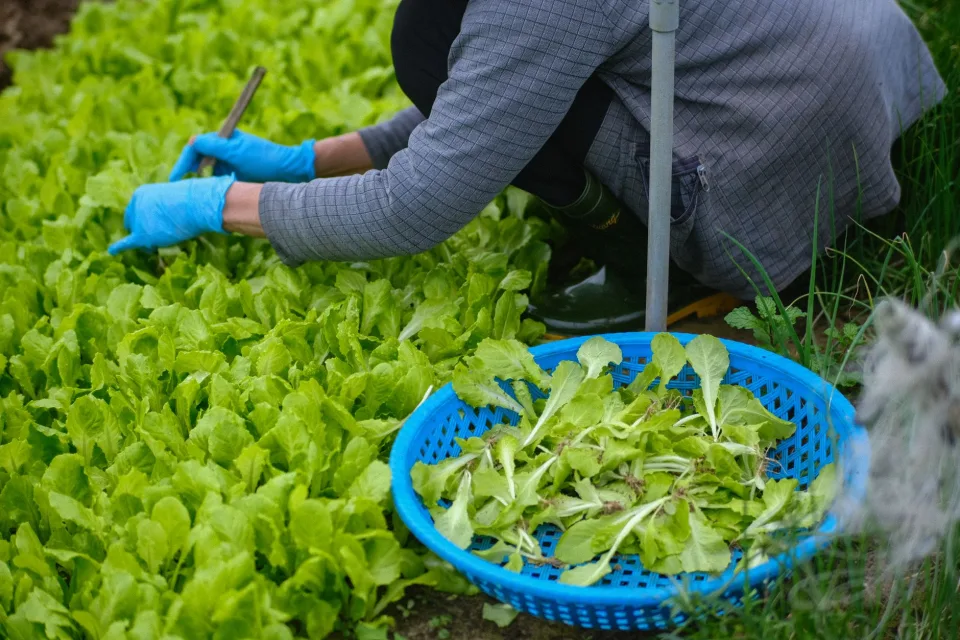 Nông sản khách chọn nhiều