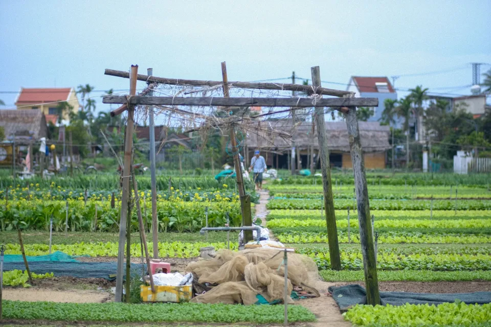 Gạo thơm đóng túi